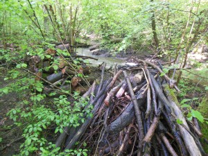 Entretenir régulièrement la rivière 