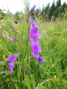 Glaïeul des marais