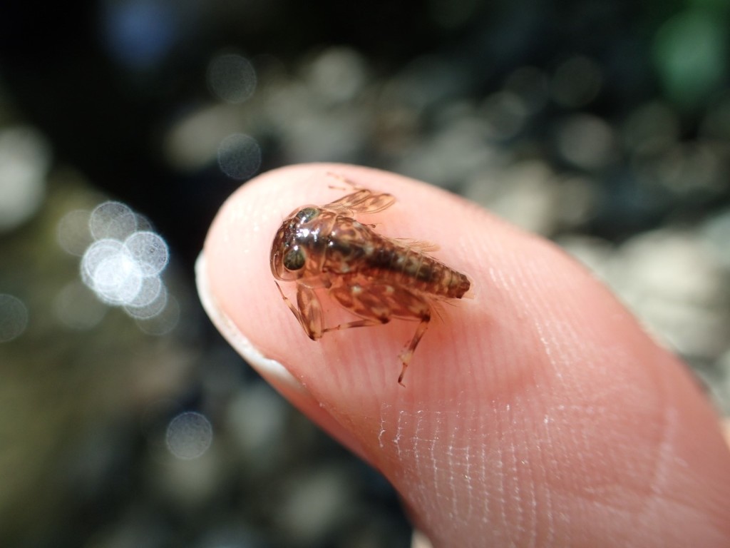 Macro-invertébrés de la rivière