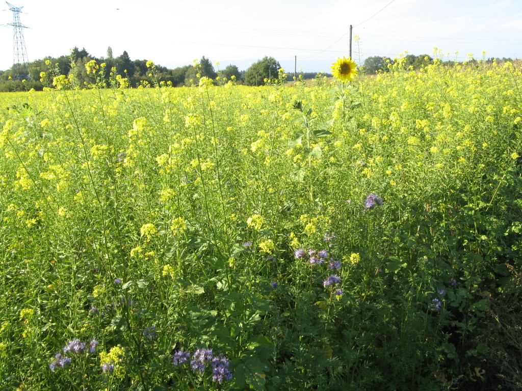 Couverts végétaux (mélange de moutarde, phacélie…)