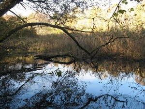 Marais des Mermes à Veigy