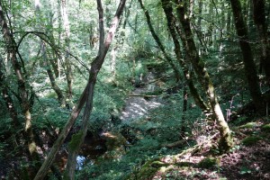 Ruisseau du Grand Vire – Bons en Chablais