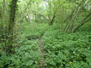 Sous-bois,  commune de Lully