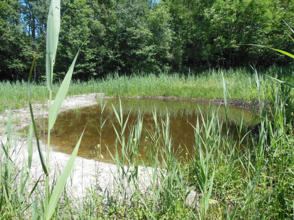 Rencontres des petits habitants du marais de la Bossenot – Mercredi 27 avril 2016