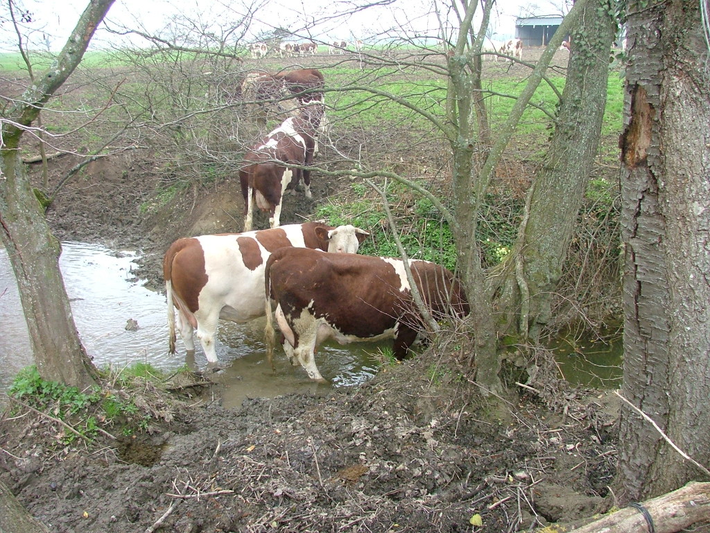 Abreuvement du bétail dans un cours d’eau