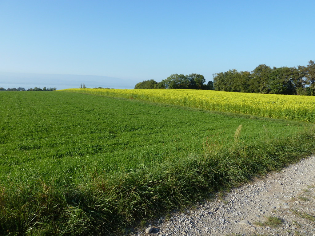 Cultures polliniques sur la commune de Margencel