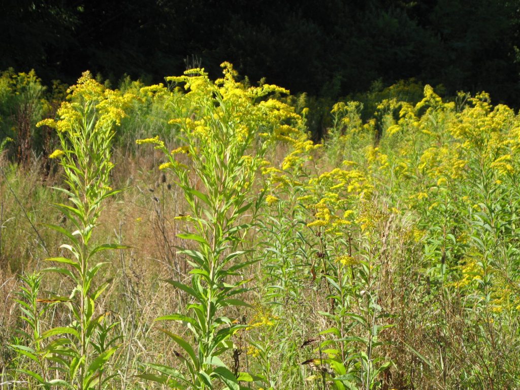 Une vidéo sur les plantes invasives du territoire